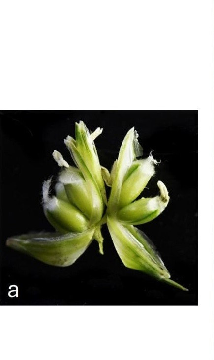 Trong điều kiện thông thường, gene WUSCHEL-D1 gần như không hoạt động. Tuy nhiên, ở các giống đa noãn, gene WUSCHEL-D1 được kích hoạt sớm trong quá trình phát triển hoa qua đó dẫn đến sự mở rộng của các mô phân sinh - nơi hình thành các cơ quan sinh sản và cho phép tạo ra nhiều nhụy trong cùng một hoa. Mỗi nhụy có thể phát triển thành một hạt. Ảnh: Vijay Tiwari, University of Maryland.