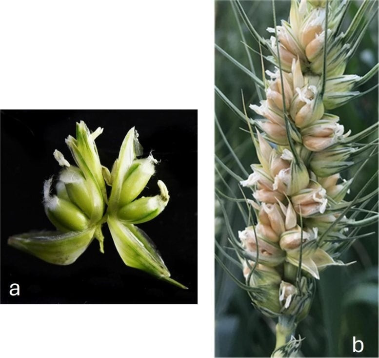 Cụ thể, nhóm nghiên cứu đã xác định được một gene then chốt có tên WUSCHEL-D1. Đây không phải là gene mới phát sinh mà hiện diện trong tất cả các giống lúa mì. Ảnh: Vijay Tiwari, University of Maryland.