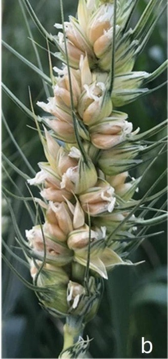 Từ đây, nhóm nghiên cứu cho biết khi gene WUSCHEL-D1 hoạt động, một hoa của lúa mì có thể phát triển thành 3 nhụy từ đó cho ra 3 hạt thay vì chỉ một hạt như nhiều giống lúa mì hiện nay. Ảnh: Vijay Tiwari, University of Maryland.