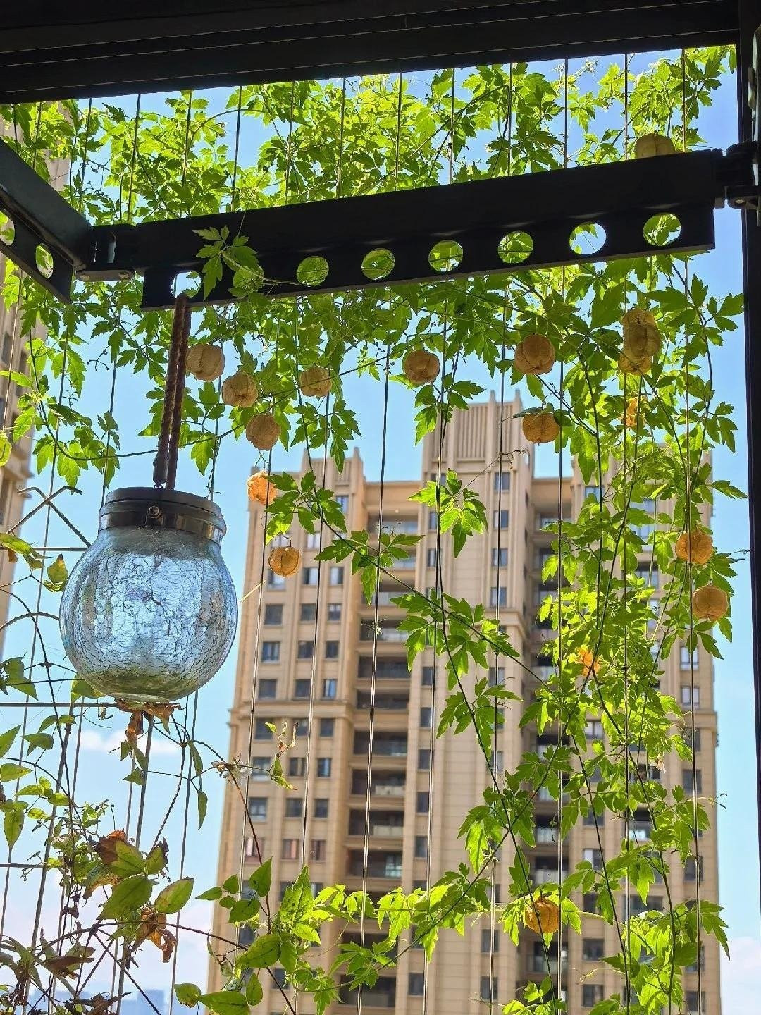 Ngoài giá trị làm cảnh, cây còn được Đông y dùng chữa sốt, hen suyễn, ngộ độc… nhưng phải có chỉ định chuyên môn vì chứa độc tính.