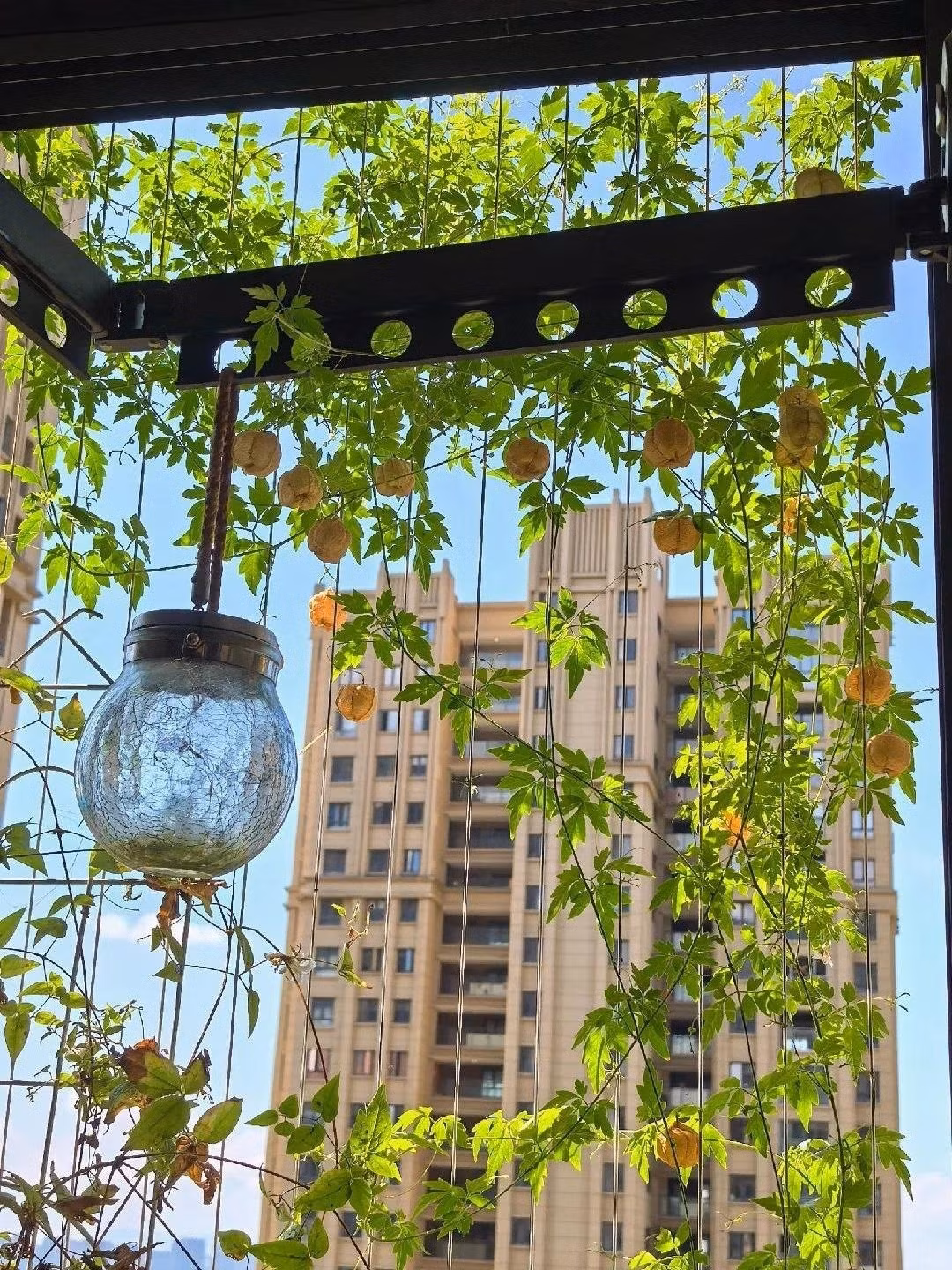 Ngoài giá trị làm cảnh, cây còn được Đông y dùng chữa sốt, hen suyễn, ngộ độc… nhưng phải có chỉ định chuyên môn vì chứa độc tính.