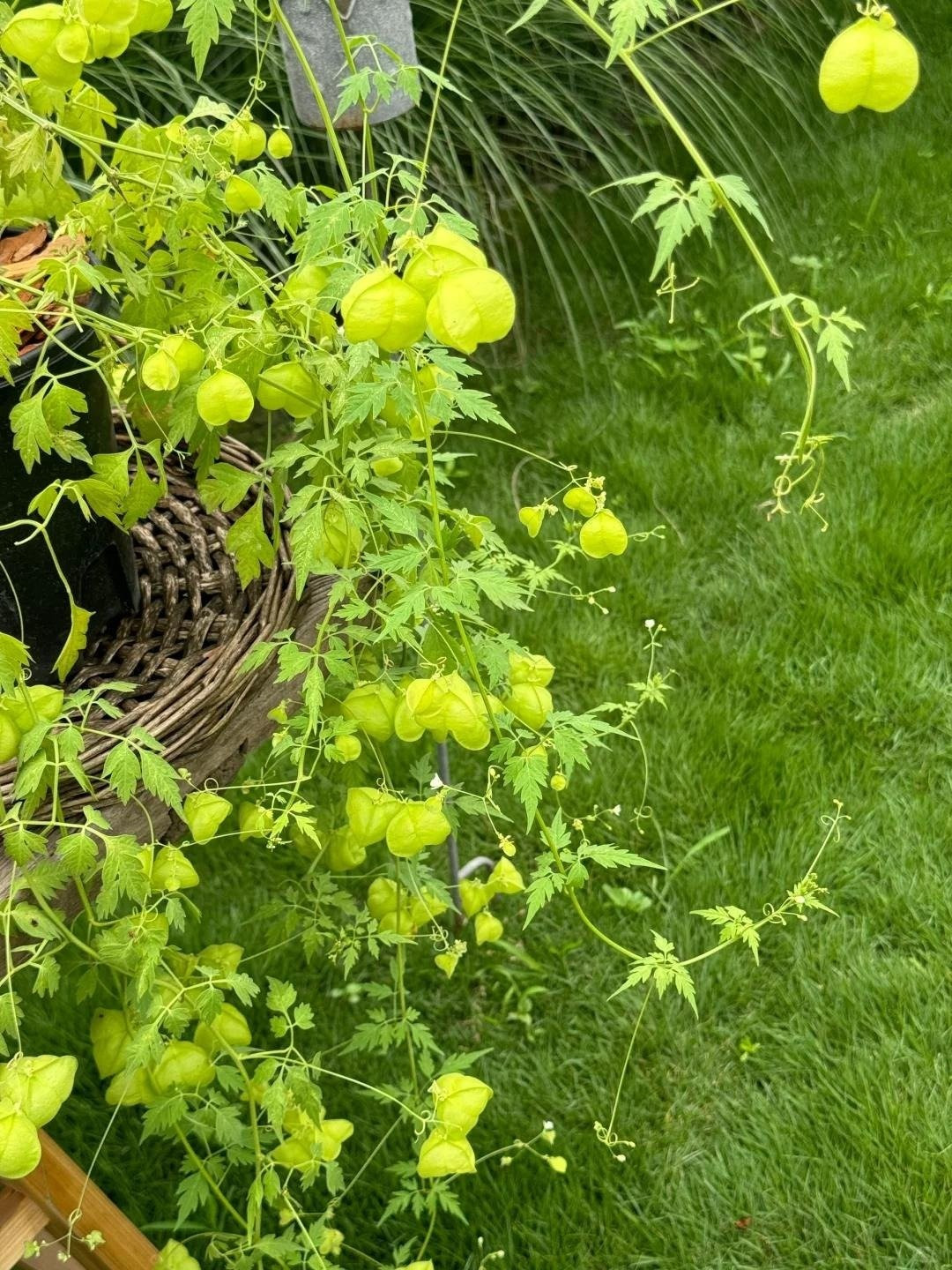 Trồng đúng cách, cây vừa làm đẹp không gian, vừa mang ý nghĩa phong thủy, tạo cảm giác bình yên với quả xanh ngọc lủng lẳng đầy sức sống.