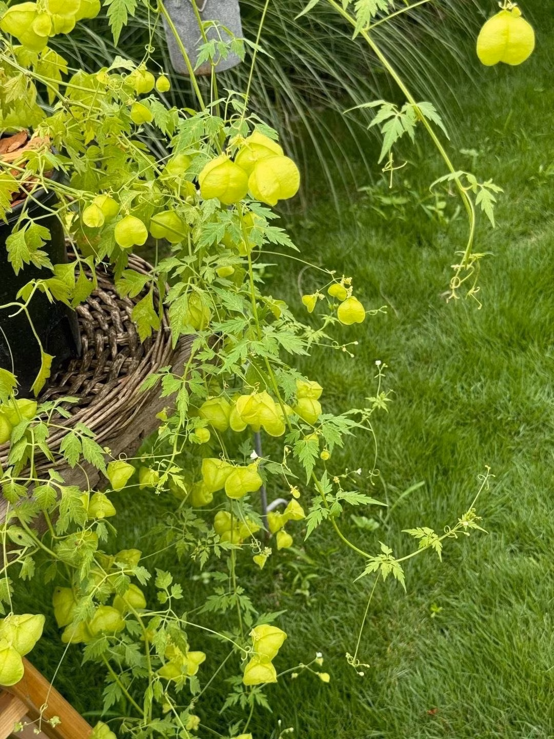 Trồng đúng cách, cây vừa làm đẹp không gian, vừa mang ý nghĩa phong thủy, tạo cảm giác bình yên với quả xanh ngọc lủng lẳng đầy sức sống.