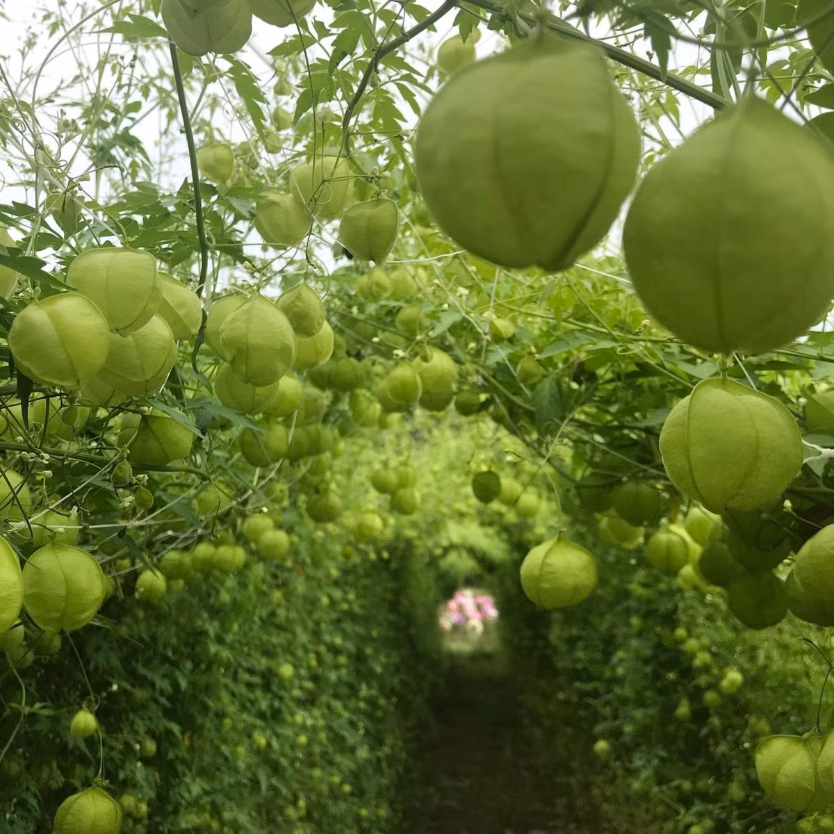 Tuy đẹp mắt, nhưng toàn bộ cây đều có độc, nhất là quả và hạt. Ăn nhầm có thể gây ngộ độc nặng, thậm chí nguy hiểm tính mạng.