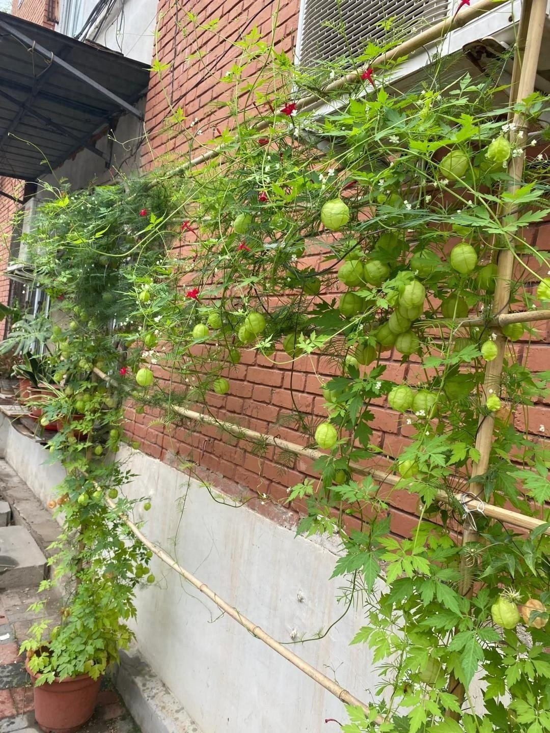 Lá cây hình tam phân mọc so le, điểm xuyết những bông hoa nhỏ màu trắng hoặc vàng nhạt, tạo cảm giác thanh nhã, trong lành.