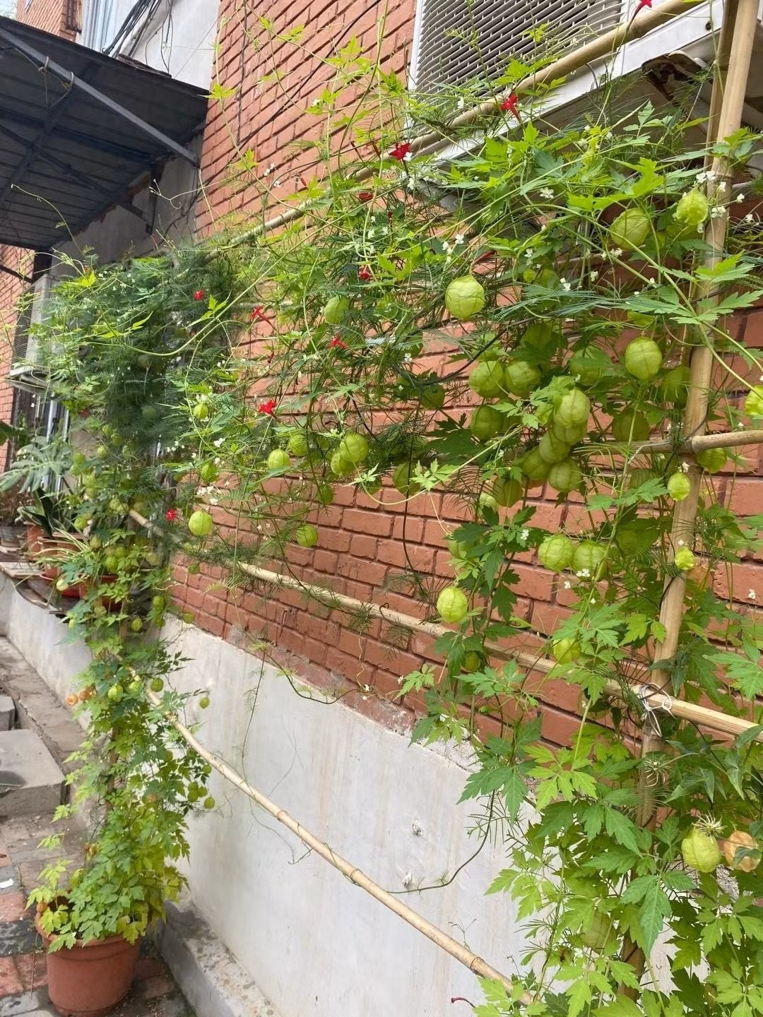 Lá cây hình tam phân mọc so le, điểm xuyết những bông hoa nhỏ màu trắng hoặc vàng nhạt, tạo cảm giác thanh nhã, trong lành.