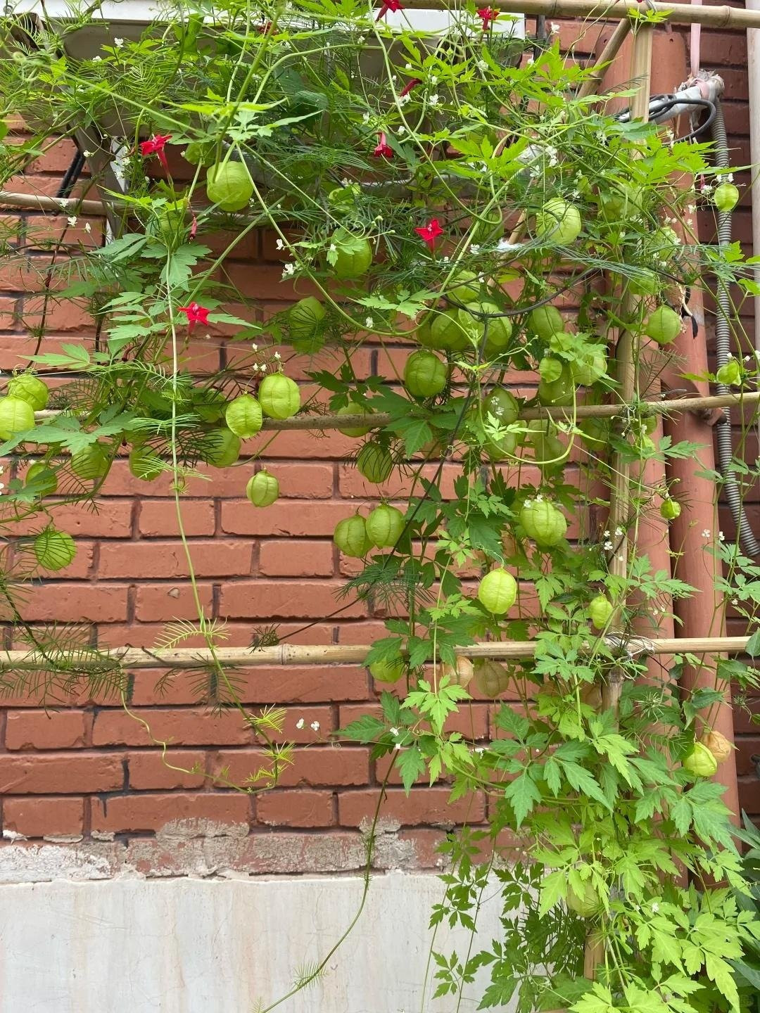 Dưới lớp lá xanh, quả và hoa như những viên ngọc nhỏ lấp lánh, khiến cả không gian bừng sáng đầy thi vị.