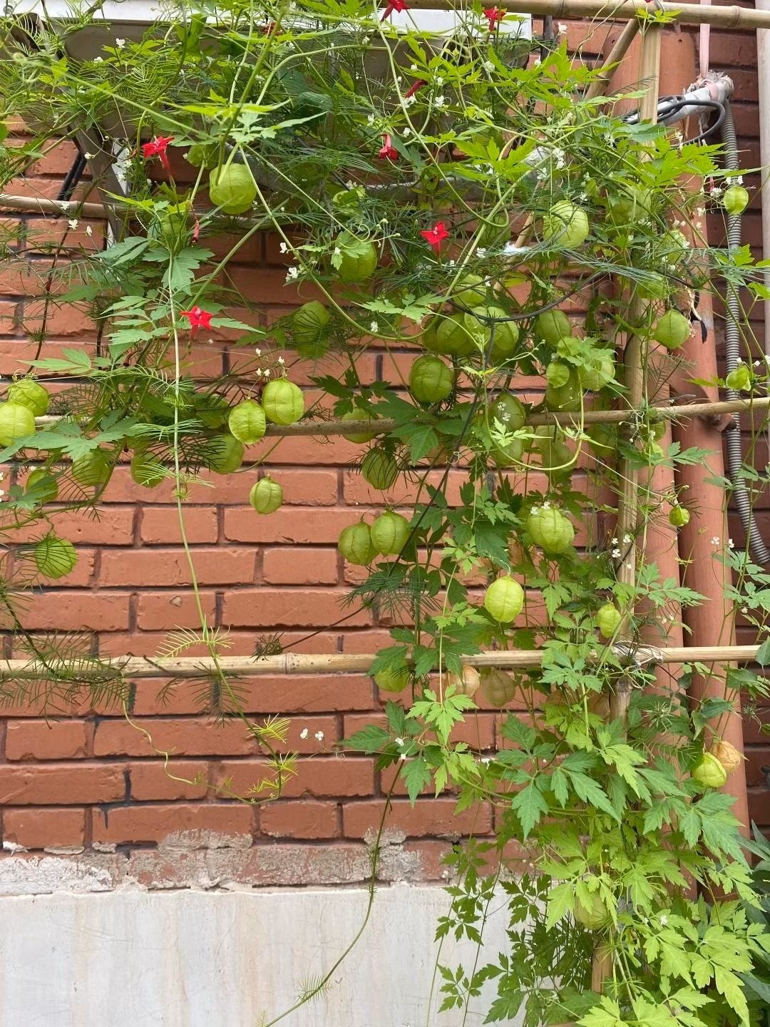 Dưới lớp lá xanh, quả và hoa như những viên ngọc nhỏ lấp lánh, khiến cả không gian bừng sáng đầy thi vị.