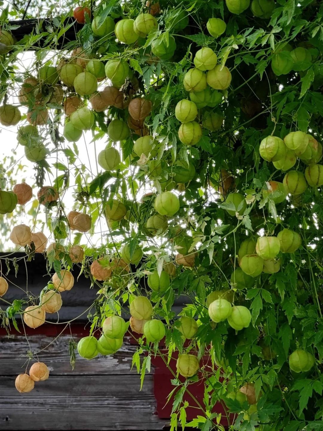 Trong phong thủy, cây được coi là biểu tượng của may mắn và hạnh phúc. Quả tròn phồng tượng trưng sự sung túc, đủ đầy.