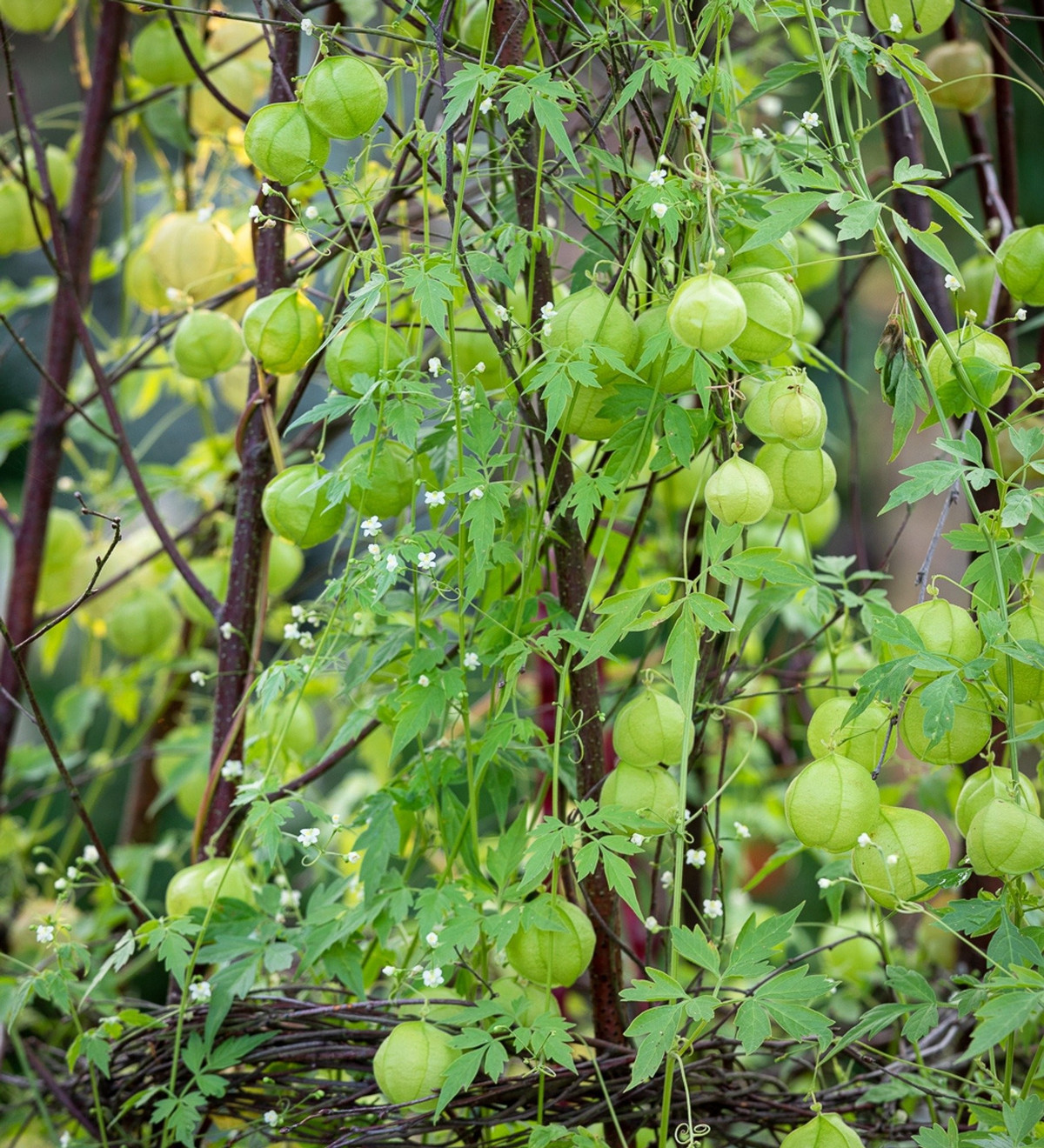 Đây là loại cây leo có thân mảnh mai, dẻo dai, có thể leo lên hàng rào, tường hoặc cây cối khác, phủ một màu xanh tươi mát.