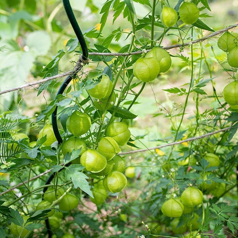 Cây leo nhờ tua cuốn bám vào các vật thể xung quanh, thân có đốt dài 5–10 cm, lá kép hình tam giác dài 3–5 cm hơi có lông tơ.