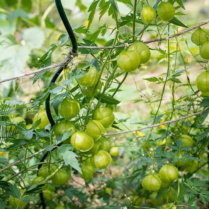 Cây leo nhờ tua cuốn bám vào các vật thể xung quanh, thân có đốt dài 5–10 cm, lá kép hình tam giác dài 3–5 cm hơi có lông tơ.