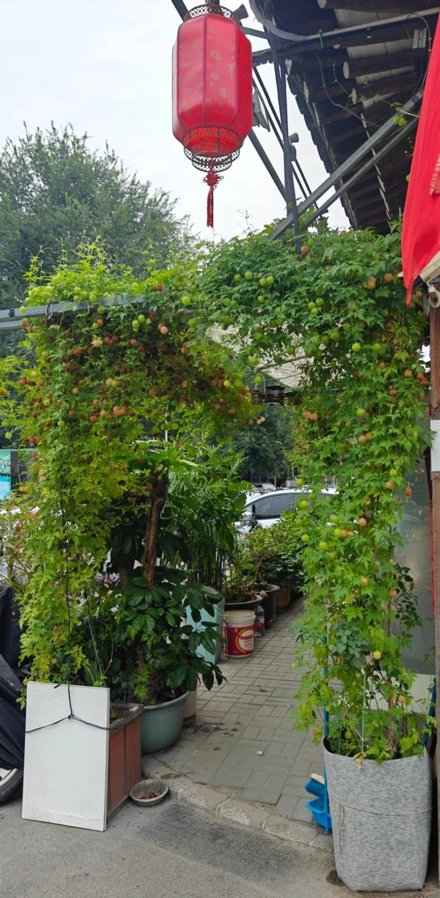 Khi chín, quả tròn phồng lên như những chiếc chuông nhỏ úp ngược, đung đưa trong gió, gợi vẻ duyên dáng, thanh thoát.