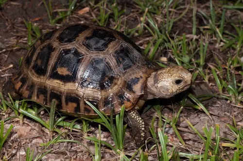 Rùa núi vàng phân bố ở nhiều nước châu Á, đặc biệt là Nam Á, Đông Nam Á như Nepal, Bangladesh, Ấn Độ, Myanmar, Lào, Thái Lan, Campuchia, Việt Nam, Malaysia, Trung Quốc... Ảnh: Thomas Calame.