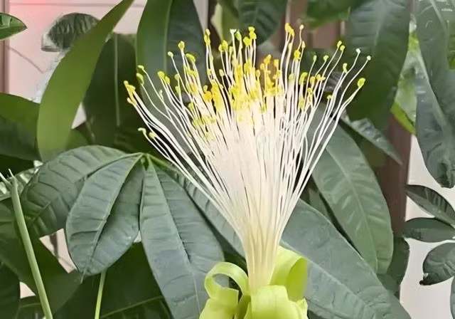 1. Cây phát tài: Ngay từ cái tên, cây phát tài đã gợi lên kỳ vọng về tài lộc dồi dào. Khi cây phát triển tốt và hoa nở rộ, nó mang ý nghĩa tài vận cuồn cuộn. Với sức sống mạnh mẽ, cây dễ thích nghi, luôn tràn đầy năng lượng tích cực.