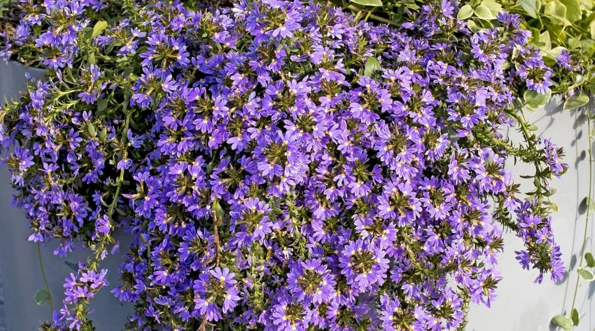 Cây cảnh hoa quạt: Hoa quạt (Scaevola aemula) có nguồn gốc từ Úc, được gọi là Fan flower. Cánh hoa xòe rộng như chiếc quạt gió hay bàn tay tiên nữ, rất độc đáo.