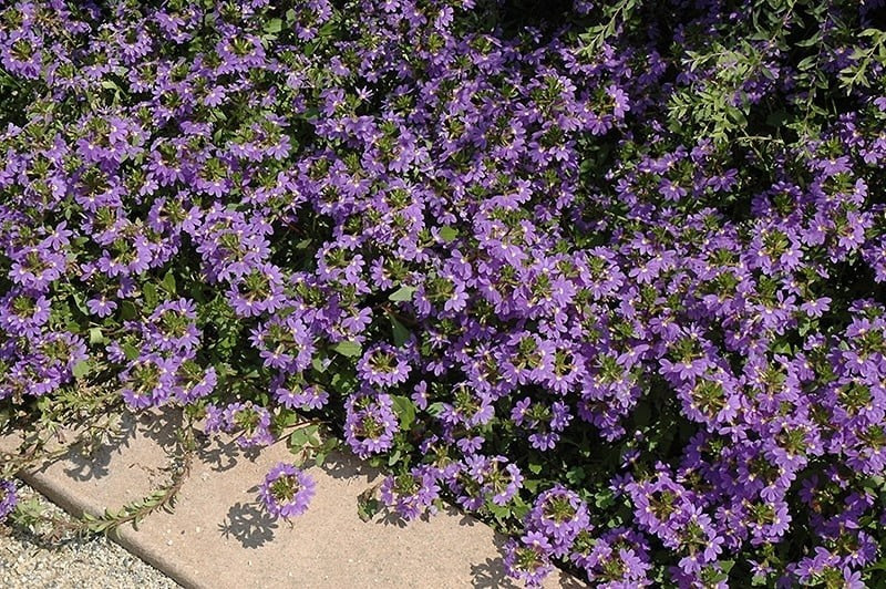 Trong phong thủy, hoa quạt tượng trưng cho sự khai mở, mang vận khí thịnh vượng và may mắn đến với gia chủ, nhất là khi trồng trước cửa nhà.