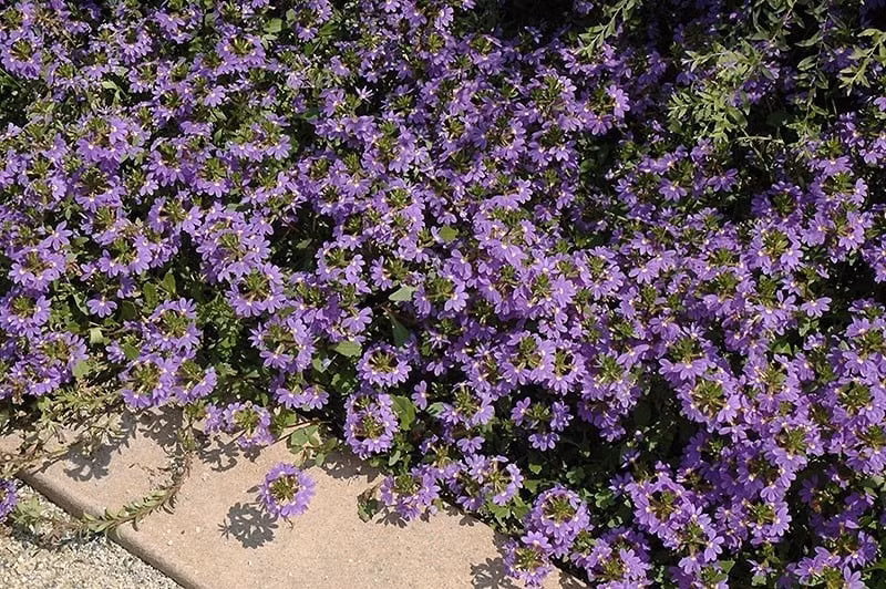 Trong phong thủy, hoa quạt tượng trưng cho sự khai mở, mang vận khí thịnh vượng và may mắn đến với gia chủ, nhất là khi trồng trước cửa nhà.