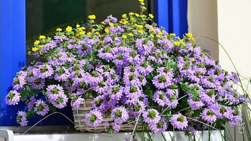 Hoa quạt không chỉ đẹp mà còn là “máy lọc không khí tự nhiên”, hấp thụ khí độc, tăng cường oxy. Nhờ vậy, chúng vừa trang trí vừa tốt cho sức khỏe.