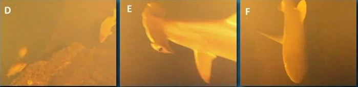 Đoạn phim ghi lại cảnh tượng đặc biệt này được National Geographic công bố và lập tức thu hút sự chú ý của công chúng. Kavachi được cư dân mạng trìu mến đặt biệt danh là “Sharkcano”(kết hợp Shark - Volcano), như một minh chứng cho sự kỳ lạ và cực đoan của tự nhiên. Ảnh: Oceanography.