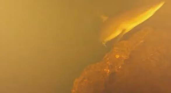 Ngọn núi lửa Kavachi nằm dưới đáy biển gần quần đảo Solomon ở phía Nam Thái Bình Dương nổi tiếng với những vụ phun trào thường xuyên dung nham, tro bụi và nước có tính axit cao. Do đó, Kavachi được coi là môi trường mà các sinh vật biển phức tạp không thể tồn tại. Ảnh: YouTube screenshot.