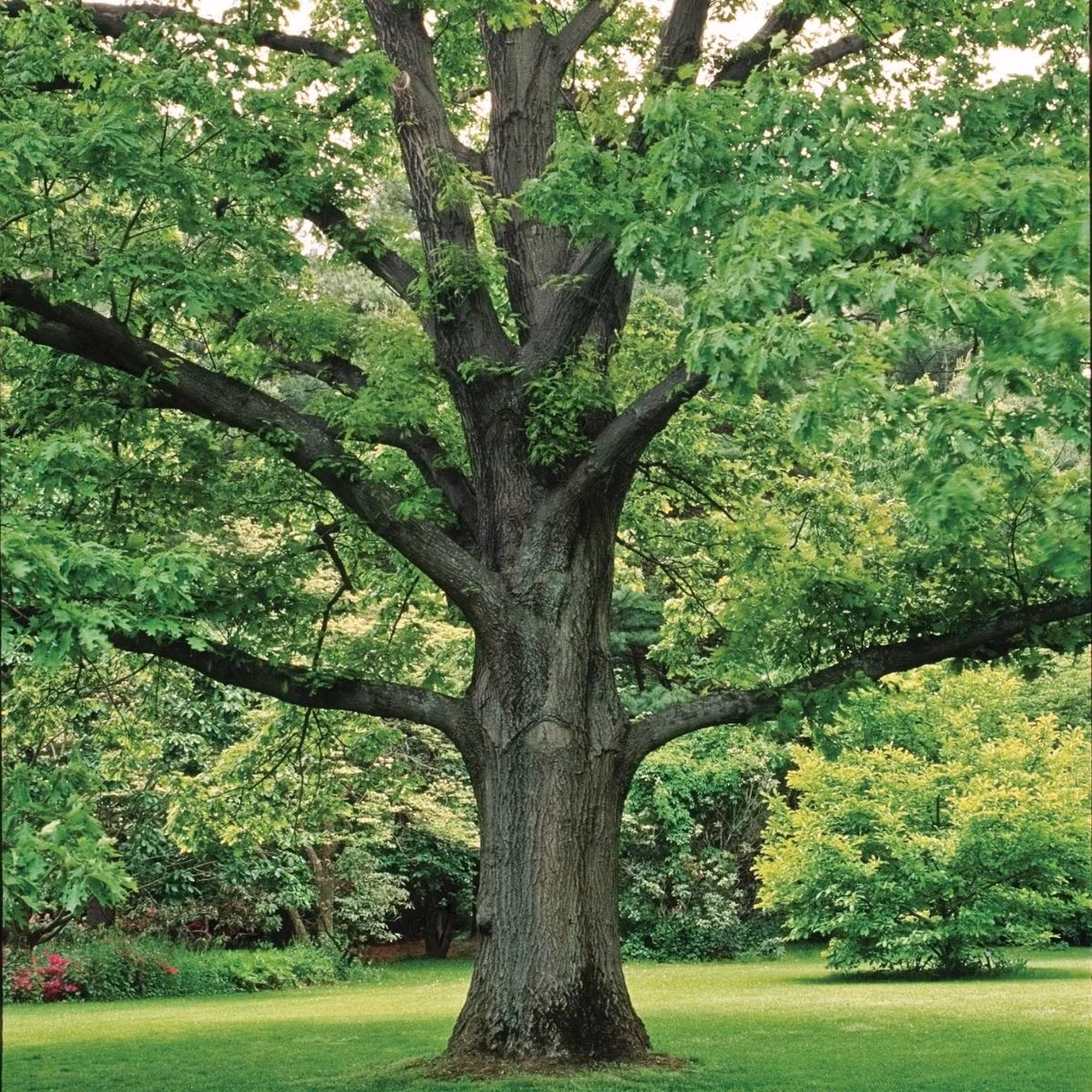 Để giải quyết sự mâu thuẫn trên, một nhóm các nhà nghiên cứu do nhà khảo cổ học Marta Chmiel-Chrzanowska tại Đại học Szczecin ở Ba Lan dẫn đầu đã xác định niên đại của chiếc quan tài bằng gỗ bằng phương pháp phân tích vòng sinh trưởng của cây. Họ đã thu thập một lõi gỗ nhỏ từ quan tài và so sánh các vòng sinh trưởng với các chuỗi niên đại đã được thiết lập từ vùng tây bắc Ba Lan. Ảnh: shop.arborday.org.