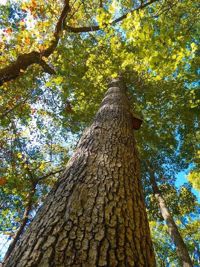 Do đồ tùy táng và quan tài của "Công chúa Bagicz" đều có niên đại cùng thời kỳ nên niên đại xác định bằng phương pháp carbon phóng xạ từ răng của bà có thể không chính xác và sự sai lệch này có thể do chế độ ăn uống hoặc nguồn nước mà bà đã uống khi còn sống. Ảnh: hardtwoodus.com.