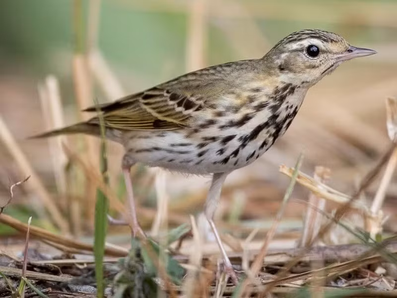 Chim manh Vân Nam (Anthus hodgsoni) dài 16 - 17cm, là loài trú đông phổ biến trong cả nước. Chúng sống ở rừng trống trải, bìa rừng, rừng thứ sinh, đất canh tác gần cây gỗ, thường di chuyển trên mặt đất, đuôi vẫy lên vẫy xuống.