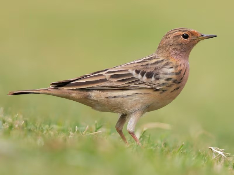 Chim manh họng đỏ (Anthus cervinus) dài 15 - 17cm, là loài trú đông không phổ biến đến tương đối phổ biến trong cả nước (trừ Tây Bắc), di cư qua Đông Bắc. Chúng sống ở khu vực canh tác khô ráo và trống trải, thường gần nguồn nước, luôn đi theo đàn.