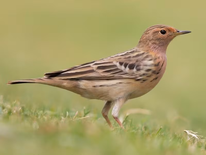 Chim manh họng đỏ (Anthus cervinus) dài 15 - 17cm, là loài trú đông không phổ biến đến tương đối phổ biến trong cả nước (trừ Tây Bắc), di cư qua Đông Bắc. Chúng sống ở khu vực canh tác khô ráo và trống trải, thường gần nguồn nước, luôn đi theo đàn.