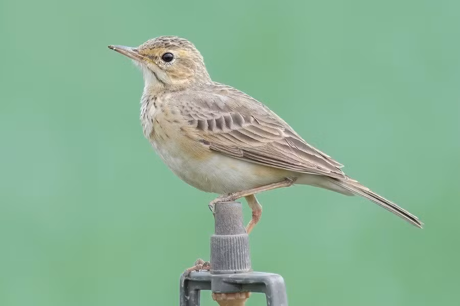 Chim manh họng trắng (Anthus rufulus) dài 15 - 16cm, vùng phân bố và sinh cảnh tương tự chim manh lớn.