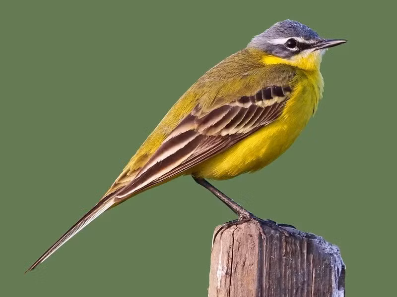 Chìa vôi vàng (Motacilla flava) dài 18 - 19cm, là loài trú đông tương đối phổ biến trong cả nước. Sinh cảnh của loài chim chìa vôi này là các khu vực trống trải, thường kiếm ăn gần nước.