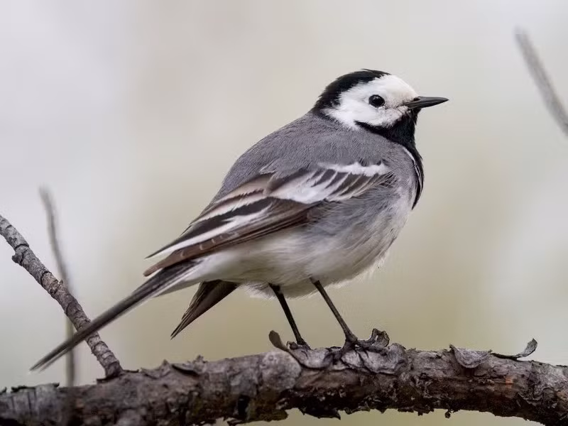 Chìa vôi trắng (Motacilla alba) dài 18 - 19cm, là loài định cư không phổ biến tại Tây Bắc, Đông bắc, di cư trú đông phổ biến trong cả nước. Chúng sống ở các sinh cảnh trống trải khác nhau, thường ở nơi gần nước.