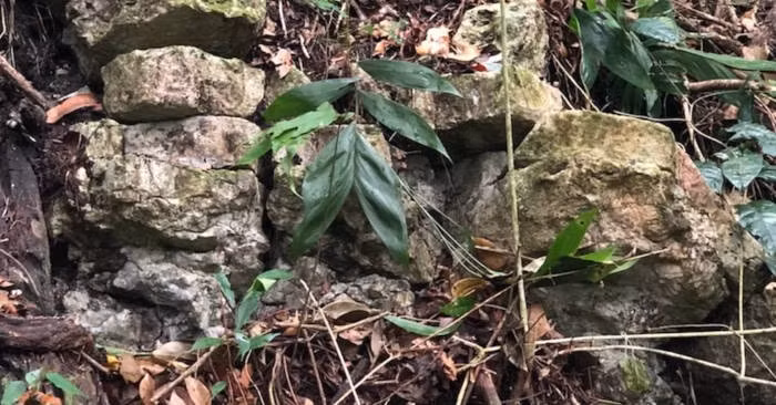 Theo các nhà nghiên cứu, Sak-Bahlán là thành trì cuối cùng của người Maya - nơi tộc người Lakandon Ch'ol đã chống lại cuộc xâm lược của người Tây Ban Nha trong hơn 1 thế kỷ. Ảnh: Josuhé Lozada/CINAH Chiapas.