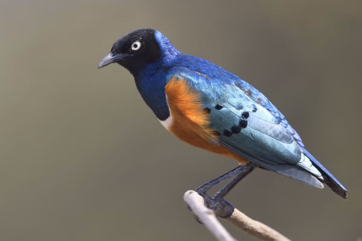 "Nhiều con chim trong số này về cơ bản đang hình thành tình bạn theo thời gian", Giáo sư Rubenstein cho hay. Ông cho rằng, loại hành vi giúp đỡ có đi có lại này có khả năng đang diễn ra trong rất nhiều xã hội động vật và mọi người chưa nghiên cứu chúng đủ lâu để có thể phát hiện ra. Ảnh: holmen-birding-safari.com.