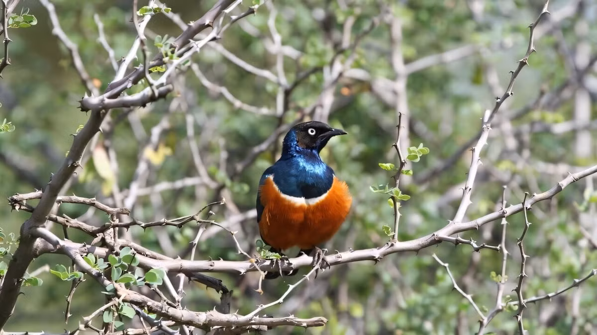 Trong nghiên cứu mới công bố trên tạp chí Nature, các chuyên gia đã có khám phá bất ngờ về loài sáo đá châu Phi. Ảnh: Dustin Rubenstein.