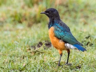 Theo kết quả nghiên cứu, nhóm chuyên gia ghi nhận chim sáo đá tham gia vào "sự có đi có lại", giúp đỡ lẫn nhau với hy vọng rằng chúng sẽ được đáp lại trong tương lai. Ảnh: ebird.org.