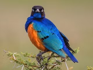 Trên thực tế, việc động vật giúp đỡ đồng loại có quan hệ huyết thống trực tiếp, hay họ hàng, với mục tiêu tăng cường sự phù hợp di truyền và duy trì gen của chúng, từ lâu đã được cộng đồng khoa học biết đến. Ảnh: ebird.org.