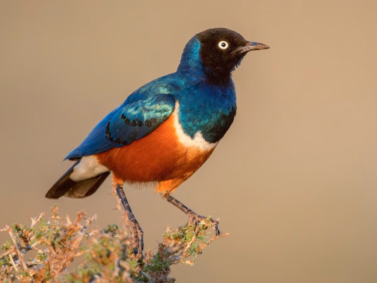 Theo đó, nghiên cứu này đã cung cấp bằng chứng mạnh mẽ cho thấy loài chim này cũng có mối quan hệ như bạn bè giống con người. Nghiên cứu do Alexis Earl, cựu nghiên cứu sinh tiến sĩ trong phòng thí nghiệm của Giáo sư Dustin Rubenstein (Đại học Columbia dẫn đầu nhóm nghiên cứu đã dành hơn 20 năm quan sát loài chim này. Ảnh: ebird.org.