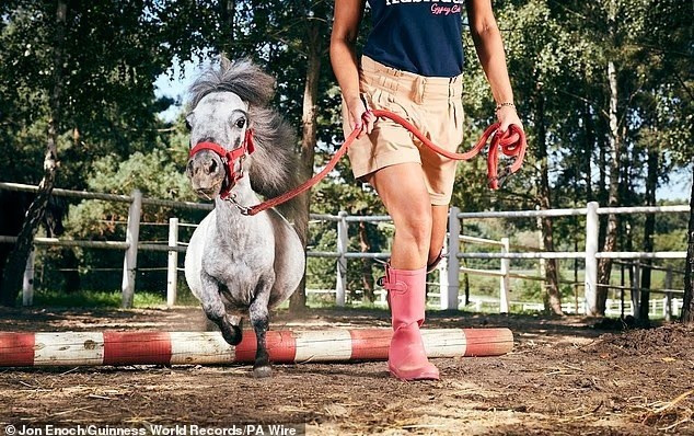 Hàng ngàn kỷ lục về thể thao, công nghệ, cơ thể con người, sưu tập và kỹ năng đã được xác thực. Những cuốn sách này đã bán được 155 triệu bản trên toàn thế giới. Ảnh: Bombe – chú ngựa nhỏ nhất thế giới