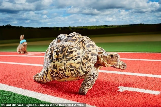 Bertie – chú rùa nhanh nhất thế giới . Ý tưởng về Sách kỷ lục Guinness ra đời từ một cuộc tranh luận tại hạt Wexford, Ireland, đầu thập niên 1950.