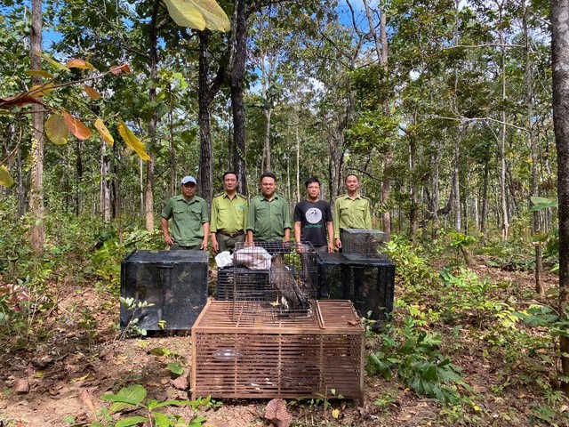 Ông Lê Văn Hồng – Phụ trách Phòng Cứu hộ động vật hoang dã thuộc Trung tâm Bảo tồn Voi, Cứu hộ động vật và Quản lý bảo vệ rừng Đắk Lắk (đóng tại xã Buôn Đôn) cho biết, trong ngày 6/1, ông cùng lực lượng chức năng liên quan đã tiến hành thả về rừng nhiều cá thể động vật hoang dã, trong đó có những loài rất quý hiếm.