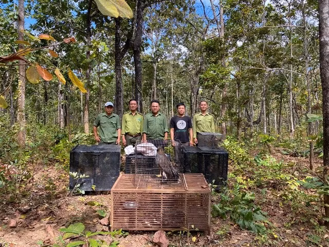 Ông Lê Văn Hồng – Phụ trách Phòng Cứu hộ động vật hoang dã thuộc Trung tâm Bảo tồn Voi, Cứu hộ động vật và Quản lý bảo vệ rừng Đắk Lắk (đóng tại xã Buôn Đôn) cho biết, trong ngày 6/1, ông cùng lực lượng chức năng liên quan đã tiến hành thả về rừng nhiều cá thể động vật hoang dã, trong đó có những loài rất quý hiếm.