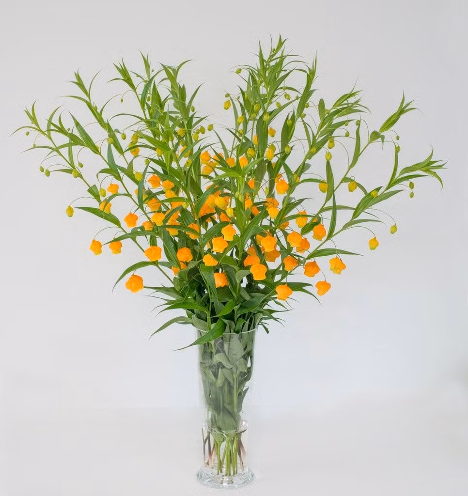 Cây cảnh có dáng vóc hoàn hảo: Cây có thân thẳng đứng, lá xanh dày và bóng, cao đến 65 cm – dáng cây thanh lịch, phù hợp cho cả vườn lẫn trưng bày trong nhà.