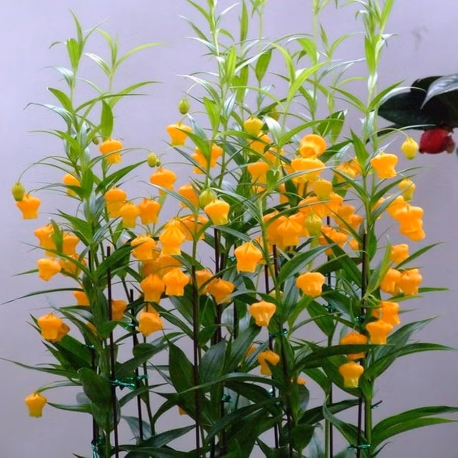 Nữ hoàng kiêu sa giữa vườn hoa: Sandersonia aurantiaca – hay còn gọi là đèn lồng Giáng sinh – được ví như "Rolls Royce" của thế giới hoa vì vẻ đẹp sang trọng và đắt giá.