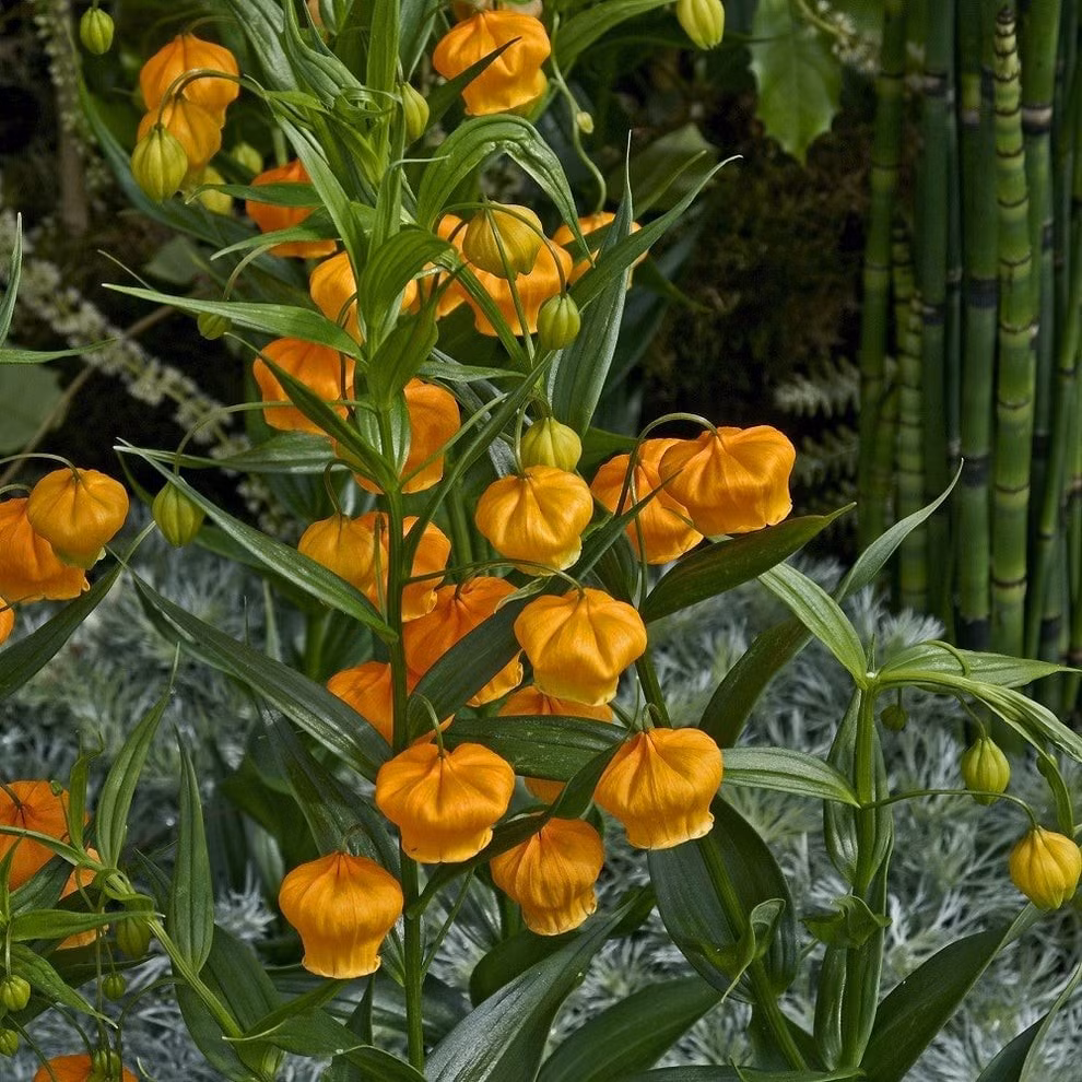 Chăm sóc hoa cắt cành đúng cách: Cắt cành góc 45 độ, thay nước định kỳ, thêm vài giọt dinh dưỡng – hoa sẽ giữ vẻ đẹp tươi lâu, trang trí không gian thêm rực rỡ.