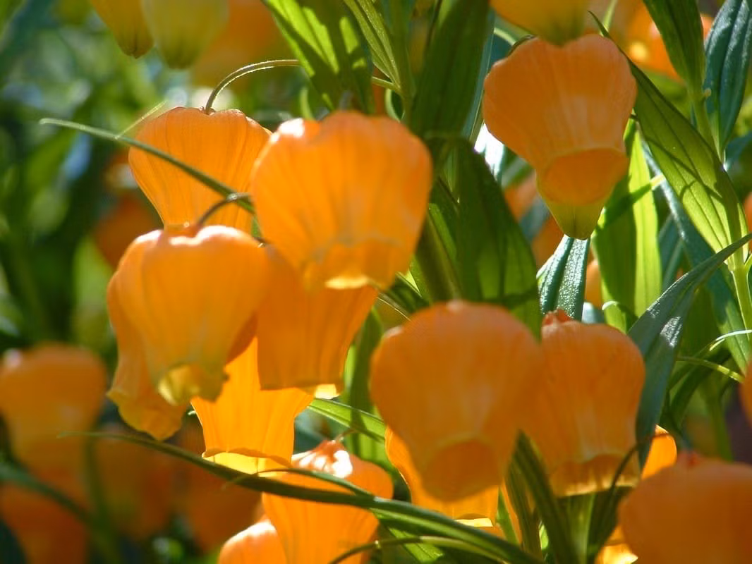 Cấu trúc hoa hút mắt người nhìn: Tràng hoa hình chuông, màu vàng cam rủ xuống tự nhiên tạo nên hình ảnh như hàng trăm đèn lồng nhỏ lung linh treo trên cành.