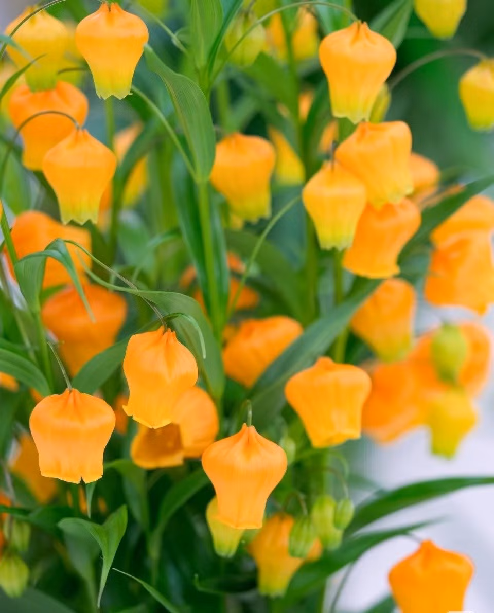 Tối ưu ánh sáng, cây càng tươi tốt: Dù chịu được bóng râm, cây vẫn phát triển mạnh ở nơi có ánh sáng nhẹ buổi sáng hoặc chiều – nên xoay chậu thường xuyên.