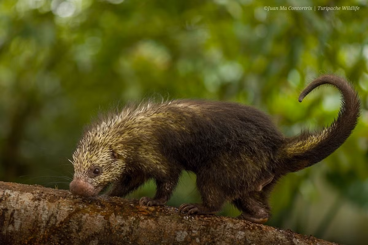 Trước khi xác định được chuột mào châu Phi tích tụ độc tố để tấn công kẻ thù, người ta đã biết loài gặm nhấm này có đặc điểm "bất thường". Theo một ghi chú năm 1923, George Hammond Goldfinch, kiểm lâm ở Nakuru, Nairobi, đã viết rằng, người dân địa phương "có một niềm tin rằng nếu ai bị loài vật này cắn thì sẽ chết". Ảnh: Juan Ma Contortrix / iNaturalist.