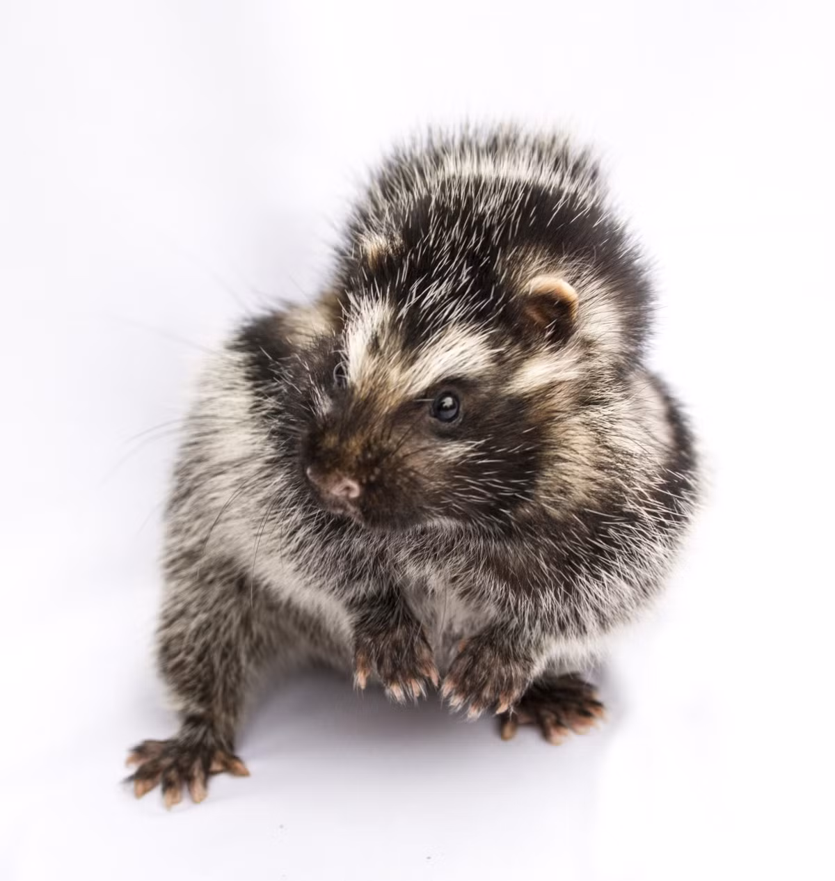 Vỏ, rễ, thân, lá và hạt của loài cây mũi tên độc châu Phi chứa acovenoside A và ouabaine, hóa chất kích thích tim (cardenolide). Ở liều nhỏ, những hóa chất này có thể sử dụng cho mục đích y học. Thế nhưng, ở liều lớn hơn, chúng gây ra tác động nguy hiểm như nôn mửa, co giật, khó thở, thậm chí ngưng tim. Ảnh: Stephanie Higgins.